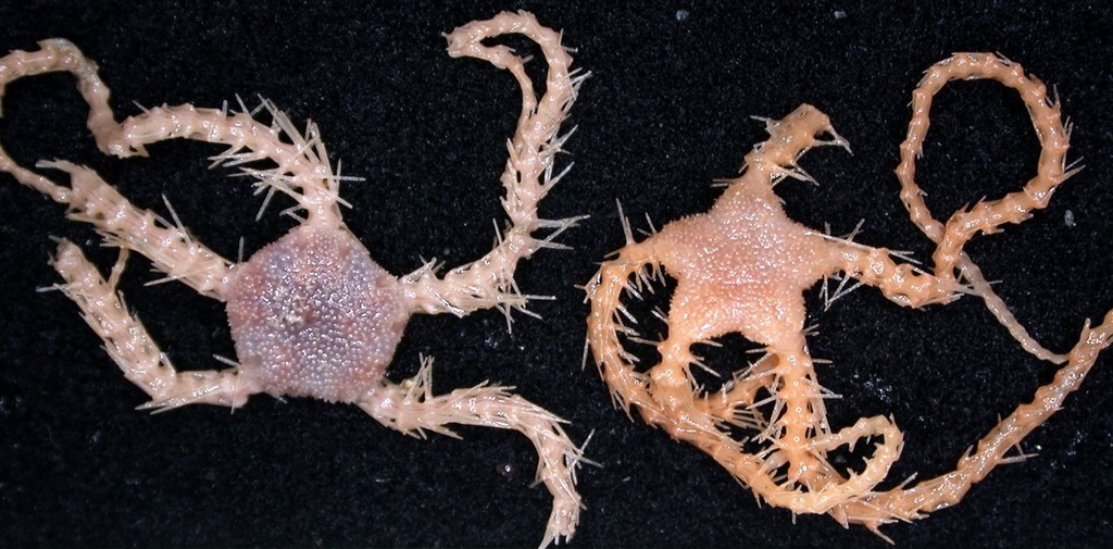New Species discovered by the CSIRO’s Wealth from Oceans Flagship team off southern Tasmania ©  Copyright CSIRO Australia http://www.csiro.au