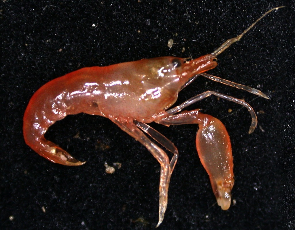 New Species discovered by the CSIRO’s Wealth from Oceans Flagship team off southern Tasmania ©  Copyright CSIRO Australia http://www.csiro.au