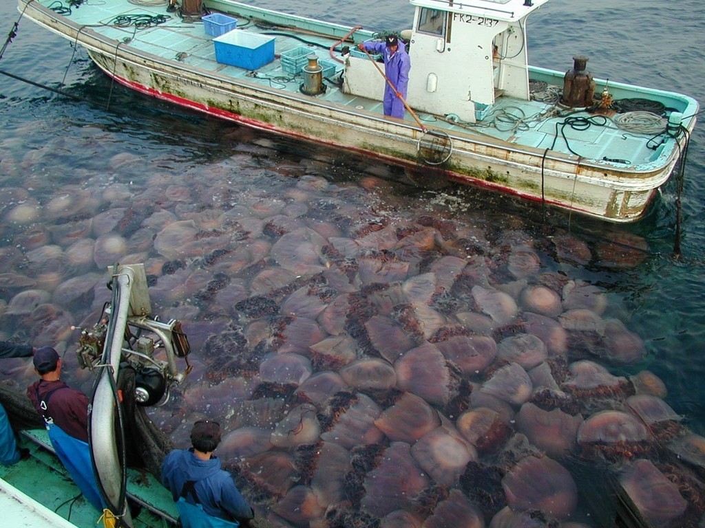 An outbreak of giant Nomura jellyfish off the coast of Japan in 2003 made life difficult for local fishermen. Image credit – Y.Taniguchi, Niu Fisheries Cooperative. CSIRO Release Ref 09/96 ©  Copyright CSIRO Australia http://www.csiro.au