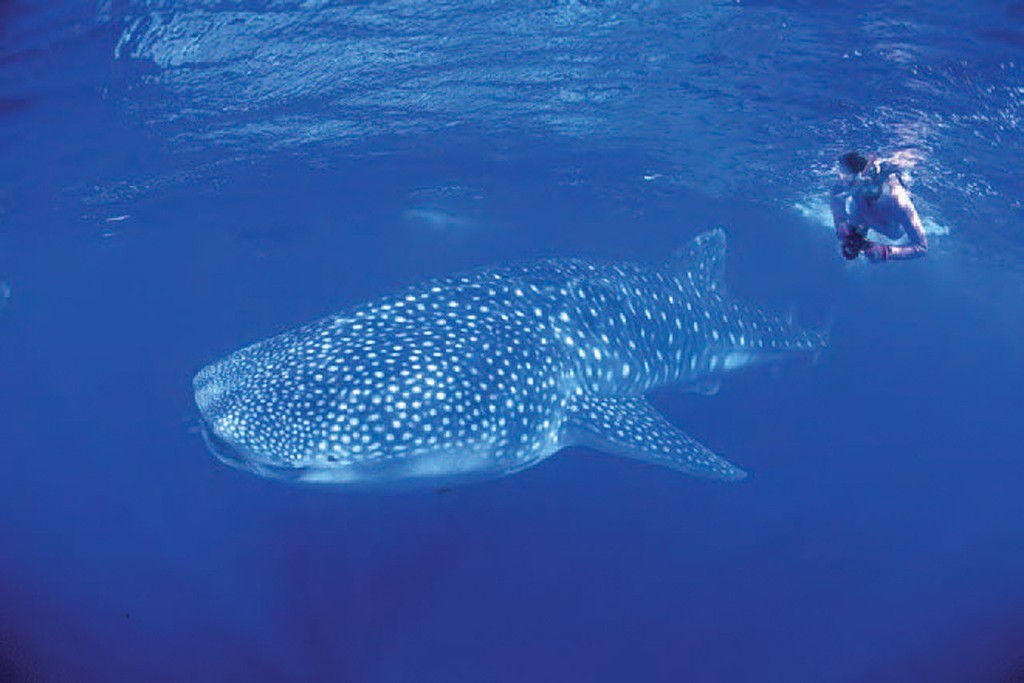 Dive with a whale shark at Exmouth Dive with a whale shark at Exmouth Ocean Jan Feb PDF 111 Page 1 Image 0022 photo copyright Ocean Media . www.oceanmedia.com.au taken at  and featuring the  class