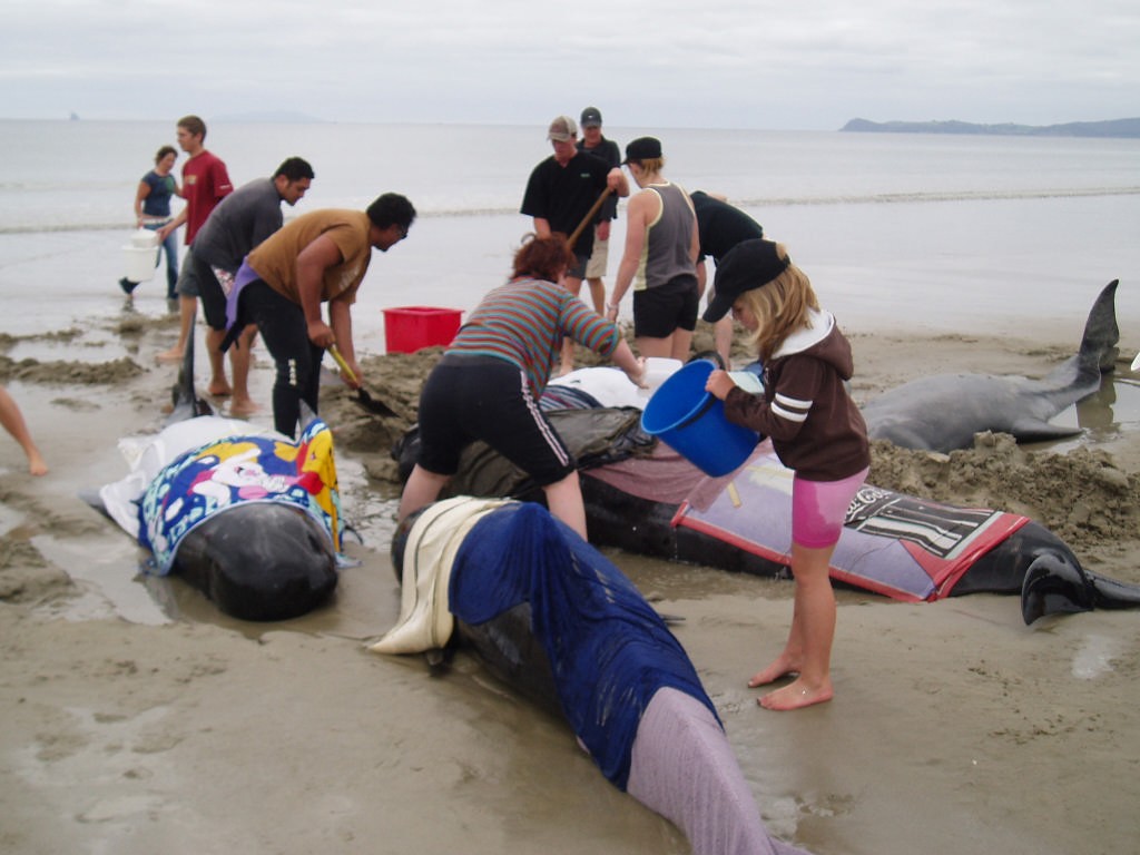 Whale stranding Uretiti Beach, November 2006 © Jane Pares