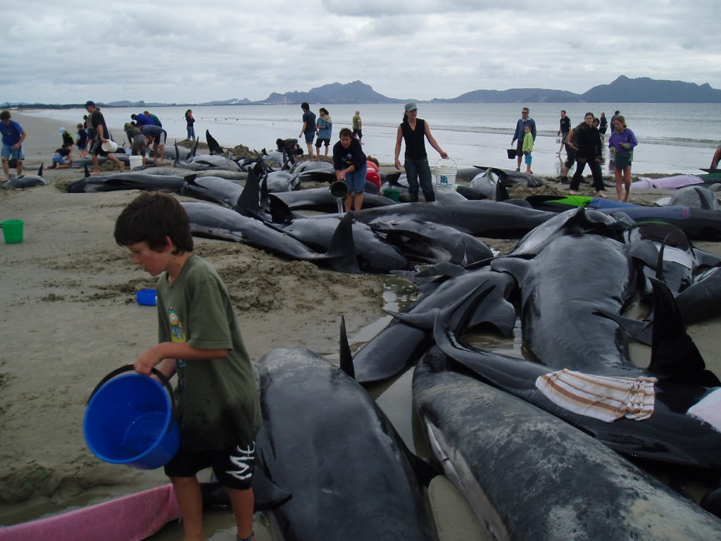 Whale stranding Uretiti Beach, November 2006 © Jane Pares