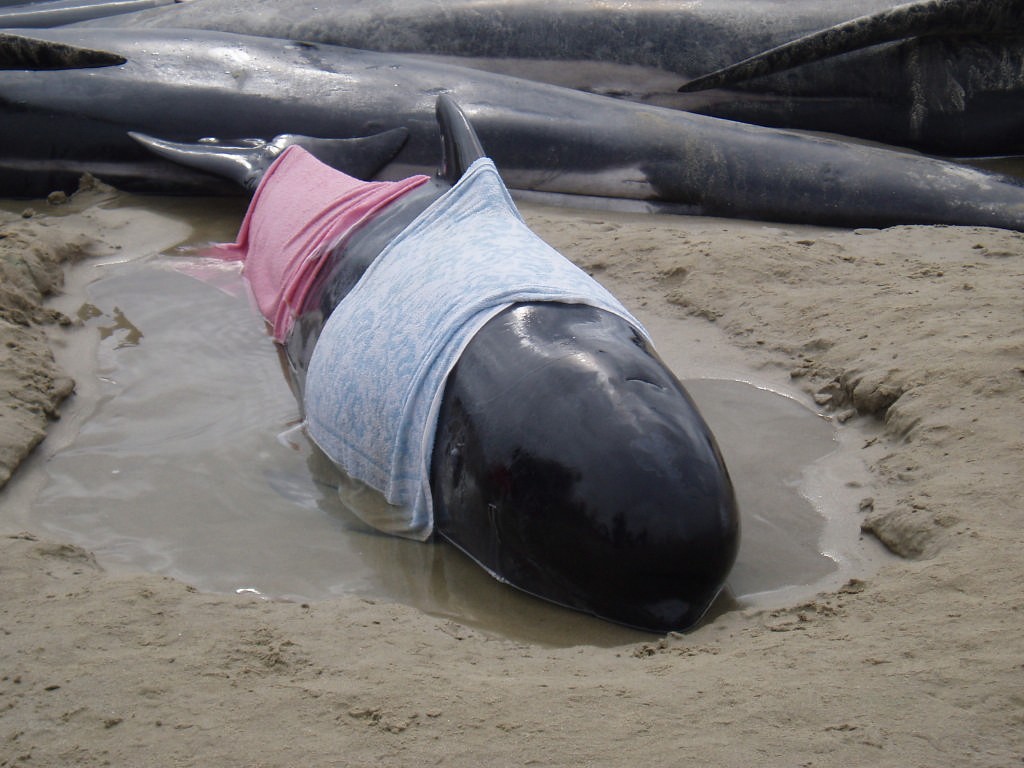 Whale stranding Uretiti Beach, November 2006 © Jane Pares