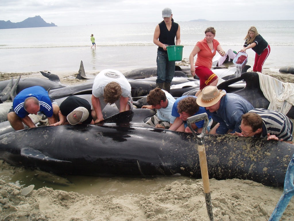 Whale stranding Uretiti Beach, November 2006 © Jane Pares