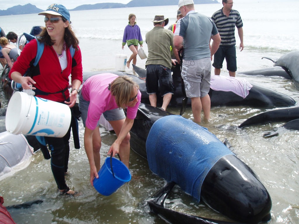 Whale stranding Uretiti Beach, November 2006 © Jane Pares