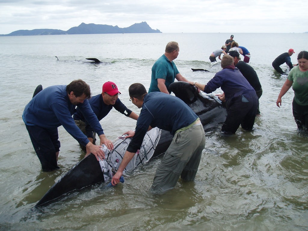 Whale stranding Uretiti Beach, November 2006 © Jane Pares