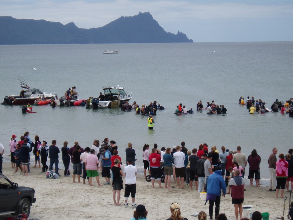 Whale stranding Uretiti Beach, November 2006 © Jane Pares