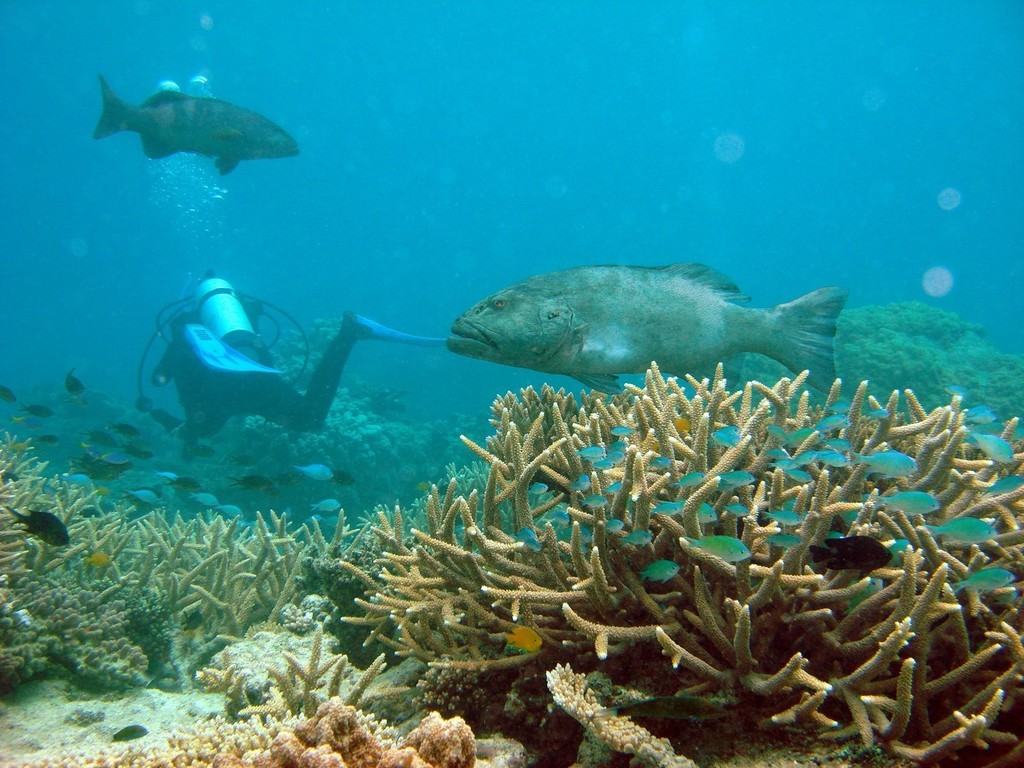 Coral reefs like the Great Barrier Reef are wonderfully diverse and productive habitats, important to both tourism and fisheries.  Large predatory fish such as those seen here with the diver, perform important ecological roles on coral reefs, and important as a source of food to many millions of people in tropical regions.<br />
Photo:  Ove Hoegh-Guldberg, Centre for Marine Studies, The University of Queensland © ARC Centre of Excellence Coral Reef Studies http://www.coralcoe.org.au/