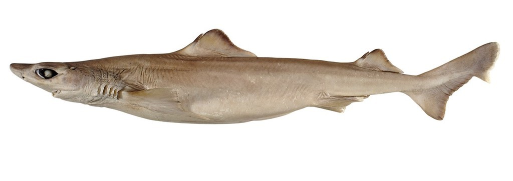 The Southern Dogfish Centrophorus zeehaani, a new species of gulper shark endemic to southern Australia. photo copyright  Copyright CSIRO Australia http://www.csiro.au taken at  and featuring the  class