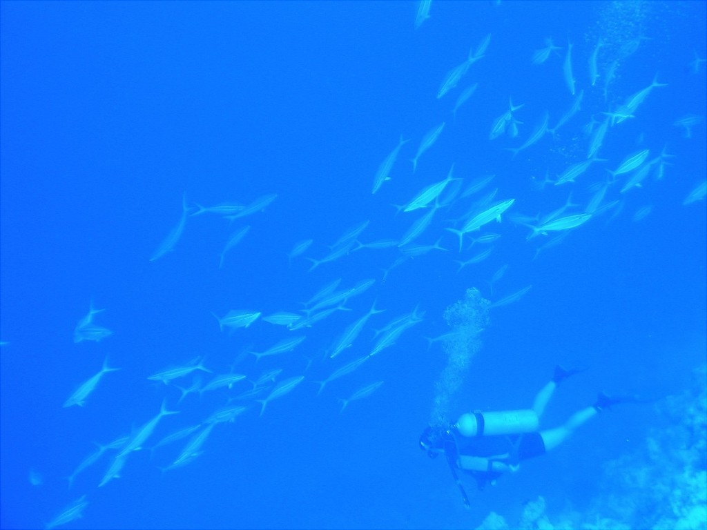 There are also healthy fish populations around the Island - ARC Centre of Excellence © ARC Centre of Excellence Coral Reef Studies http://www.coralcoe.org.au/
