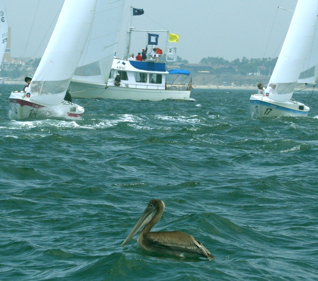 This pelican was grounded by the strong winds Sunday - Cal 20 Class Championship © Rich Roberts http://www.UnderTheSunPhotos.com
