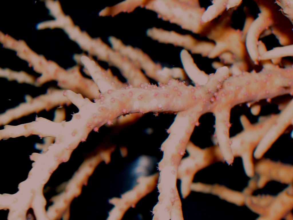 Acropora rongelapensis from Rongelap Atoll, Marshall Islands - photo Silvia Pinca © ARC Centre of Excellence Coral Reef Studies http://www.coralcoe.org.au/
