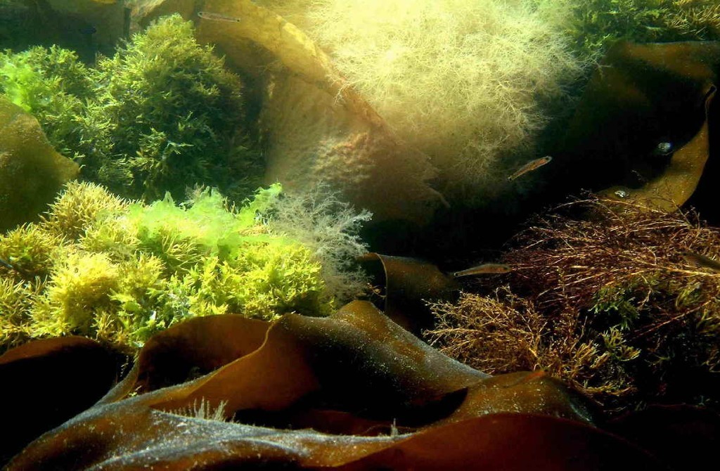 Abundant and easy to grow, marine algae is far and away the most promising option for bio-fuel, according to its proponents. photo copyright MIAA taken at  and featuring the  class