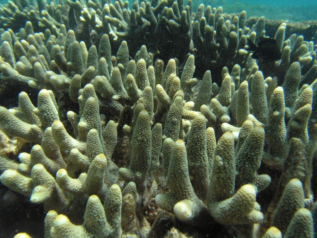 Acropora pichoni from Kimbe Bay, PNG - Photo Maria Beger © ARC Centre of Excellence Coral Reef Studies http://www.coralcoe.org.au/