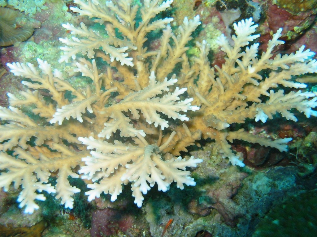 Acropora kirstaye - spawning at Orpheus Island - Photo Bette Willis © ARC Centre of Excellence Coral Reef Studies http://www.coralcoe.org.au/