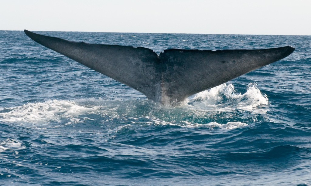 pygmy blue whale © Department of the Environment Water, heritage and the Arts http://www.environment.gov.au