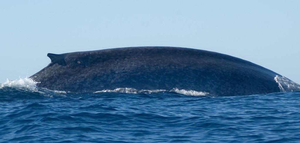 pygmy blue whale © Department of the Environment Water, heritage and the Arts http://www.environment.gov.au