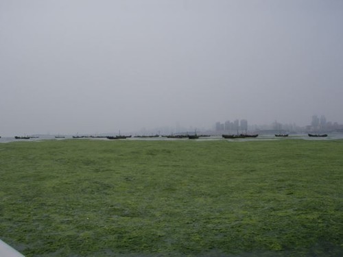 The regatta organization have more than 200 fishing boats out most days operating with small nets on bamboo poles to scoop out the weed.  It looks like hard work. The fish get a break though. The motors have no muffler and in the fog it sounds like a heard of Helicopters.. © Smiling Student