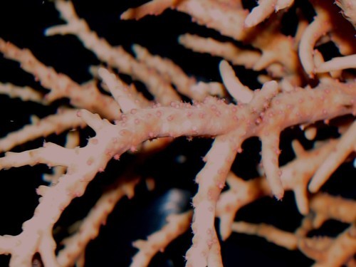 Acropora rongelapensis -photo Silvia Pinca © ARC Centre of Excellence Coral Reef Studies http://www.coralcoe.org.au/