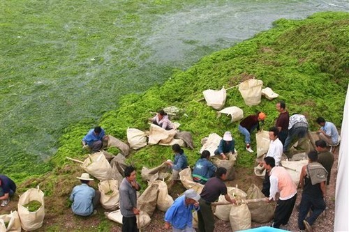 Workers clean up an outbreak of blue-green algae at a beach in Qingdao, the host city for sailing events at the 2008 Olympic Games, in eastern China’s Shandong province Tuesday June 24, 2008 (Photo: AP Photo/EyePress) ©  SW