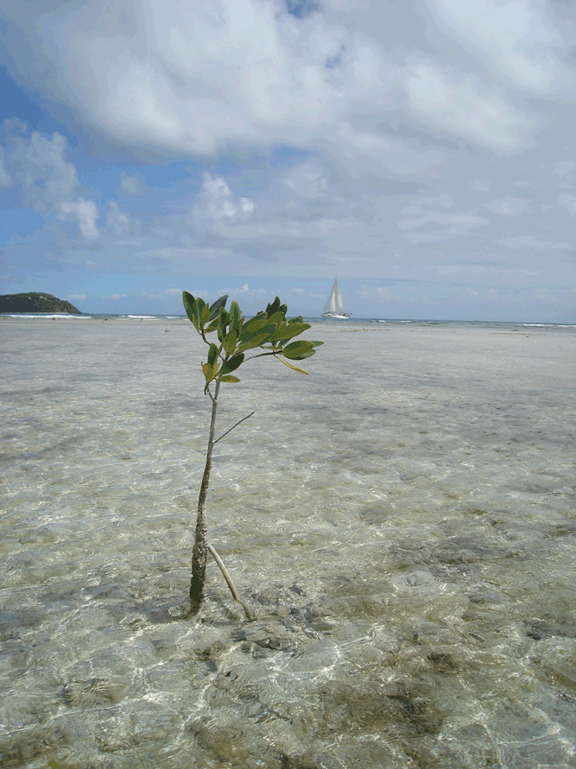 New mangrove shoot Dakity Reef Culera Puerto Rico photo copyright SW taken at  and featuring the  class