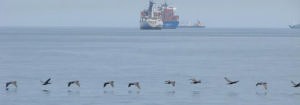 Pelicans of the Pacific 660 photo copyright BW Media taken at  and featuring the  class