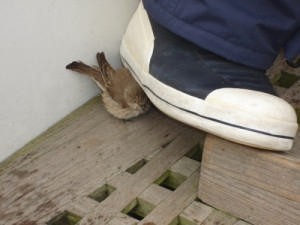 Now I can’t move my foot ©  SW