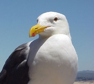 Seagull © SW