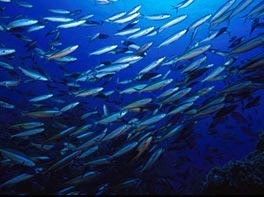 Snorkelling with fish Seychelles © Media Services
