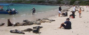 Web Among the sea-lions photo copyright BW Media taken at  and featuring the  class