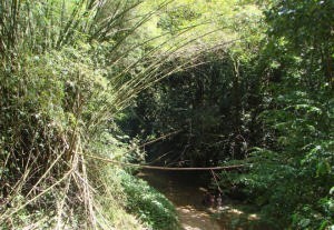 Web Bamboo stands everywhere photo copyright BW Media taken at  and featuring the  class