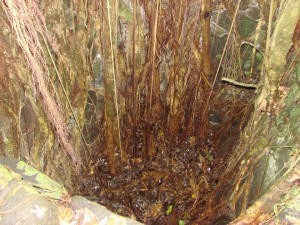 Web Nuku Hiva pit under banyan tree used to store sacrifices photo copyright BW Media taken at  and featuring the  class