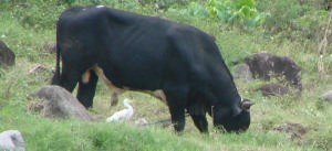 Web Pitons Bull and Cormorant photo copyright BW Media taken at  and featuring the  class
