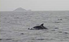 bottlenose dolphin.JPG © Vicki and Andi Dunkel