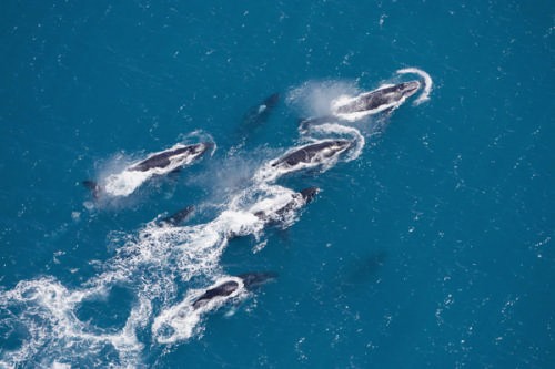 <b>WARS (Whales Against Sailing South) </b> ©  Andrea Francolini Photography http://www.afrancolini.com/