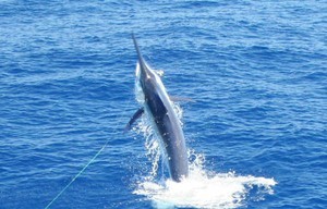 The blue marlin fly during the tournament - Riviera Sime Darby Invitational Tournament photo copyright Bruce McGill taken at  and featuring the  class