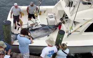 New Jersey angler landed the second largest blue marlin in history during the White Marlin Open. photo copyright SW taken at  and featuring the  class