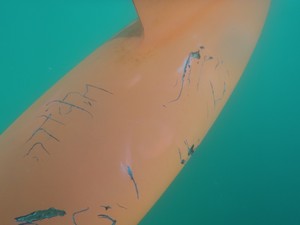 AUS 587s keel after shark attack en route to Madera - Mini Transat photo copyright Xavier Leoty taken at  and featuring the  class