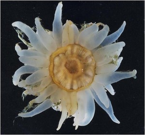 Unknown soft coral, awaiting identification by experts - The first the team has seen despite many cruises examining marine life in the region. photo copyright British Antarctic Survey http://www.antarctica.ac.uk taken at  and featuring the  class
