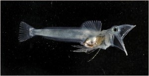 Young Icefish, Chaenocephalus aceratus - These fish are highly adapted to life in cold water with anti-freeze, but no red blood cells, in their blood. photo copyright British Antarctic Survey http://www.antarctica.ac.uk taken at  and featuring the  class