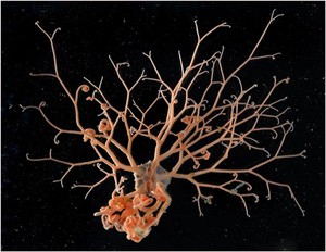 Basket Star, Gorganocephalus sp. - This beautiful brittle star was filmed expanding its curly, branching arms out over about a minute. It was found with its arms intertwined with an octocoral. Posed here, it is able to filter feed on food floating by in the water above the seabed photo copyright British Antarctic Survey http://www.antarctica.ac.uk taken at  and featuring the  class