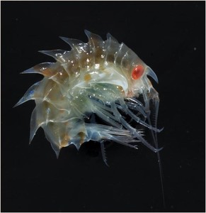 Amphipod (sand hopper). - Gigantism (due to high oxygen levels in polar waters) was first demonstrated in amphipods and they are an important group that often take the role of animals such as crabs (which are virtually absent in Antarctica). photo copyright British Antarctic Survey http://www.antarctica.ac.uk taken at  and featuring the  class