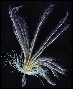 Feather Star, Promachocrinus sp. - They are very mobile as both adults and larvae, eat phytoplankton (marine algae) and as such may track the changing patterns of marine algae [sea ice retreat and marine algae distribution are two of the strongest impacts of climate change measured in the region to date]. photo copyright British Antarctic Survey http://www.antarctica.ac.uk taken at  and featuring the  class