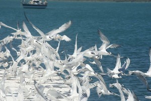 05 Birds at last.JPG photo copyright Ian & Andrea Treleaven taken at  and featuring the  class