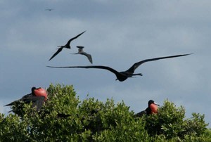 05 Frigatebird colony photo copyright SW taken at  and featuring the  class