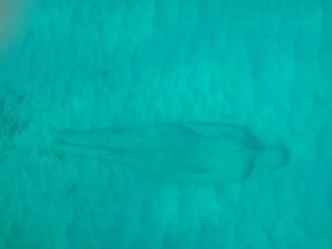 Sculpture under the sea. photo copyright Ian & Andrea Treleaven taken at  and featuring the  class