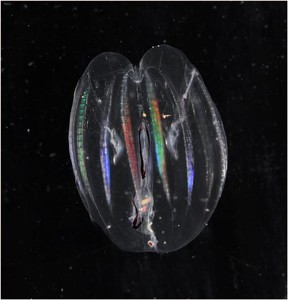 Comb Jelly, Mnemiopsis sp. - Jellies like this can be very abundant in Southern Ocean surface waters and it is widely suggested that they will be amongst the big winners in a higher CO2 world. photo copyright British Antarctic Survey http://www.antarctica.ac.uk taken at  and featuring the  class