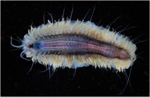 Scale Worm, Laetmonice sp. - Polychaete worms like this are often the most abundant large organisms particularly on this continental shelf (the warmest at 1c20C around Antarctica). photo copyright British Antarctic Survey http://www.antarctica.ac.uk taken at  and featuring the  class