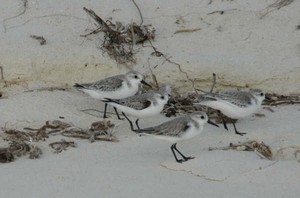 08 Playful sand birds photo copyright SW taken at  and featuring the  class