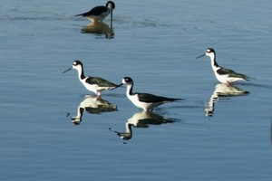 10 Salt pond birds photo copyright SW taken at  and featuring the  class